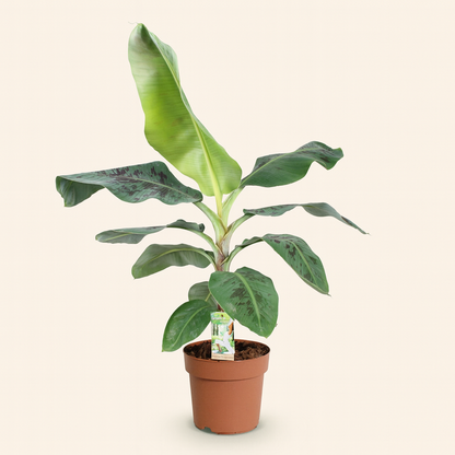 Bananenplant Musa Acuminata Dwarf Cavendisch Incl. Mand - H 75 cm - Ø 21 cm