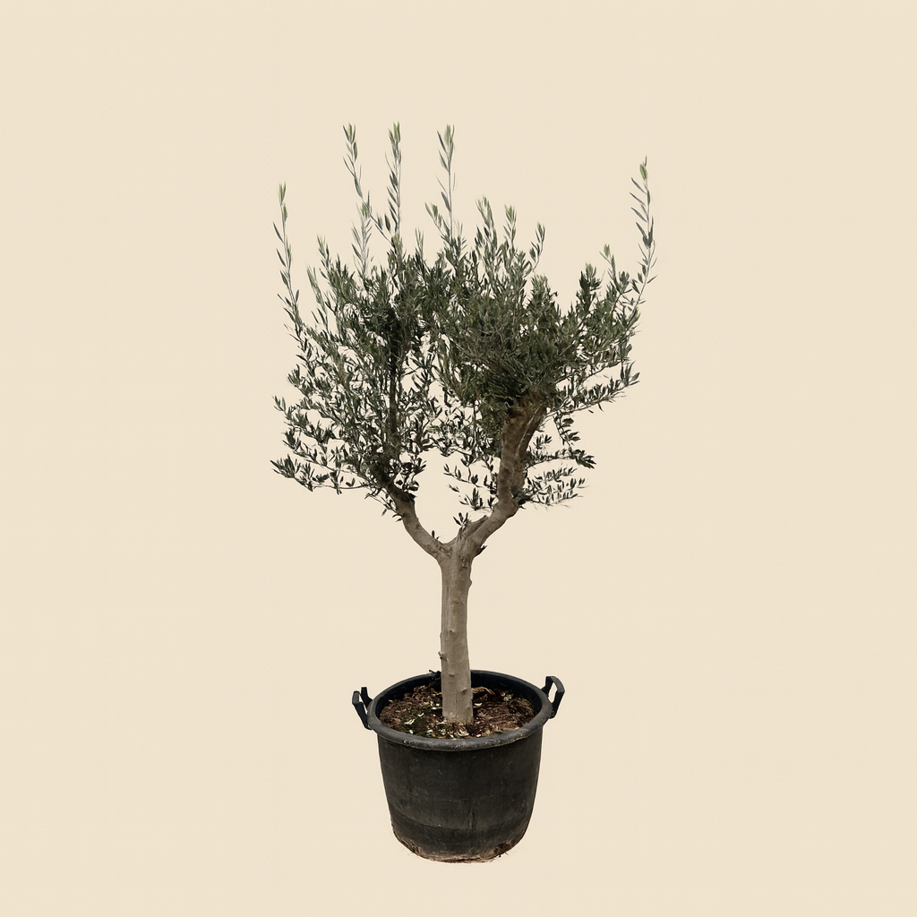 Olea Europaea Cultoiv - H 230 cm- Ø 45 cm