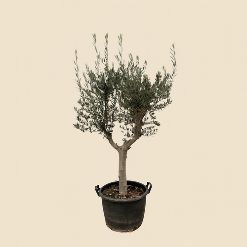 Olea Europaea Cultoiv - H 230 cm- Ø 45 cm
