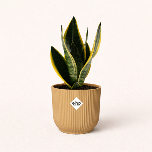 Sansevieria Futura Superba Incl. Elho Vibes Geel - H 30 cm - Ø 14 cm