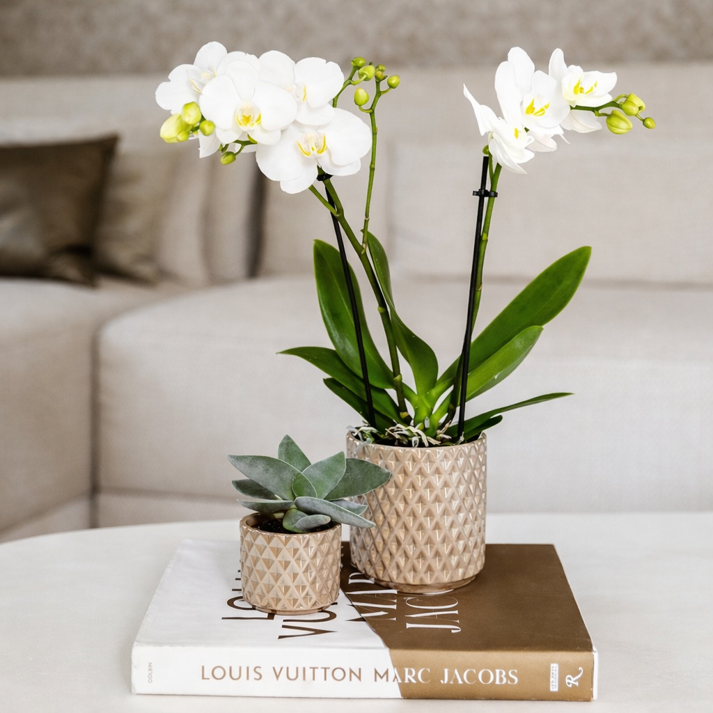 Sierpot Diamond Pearl  Beige - D 9 cm