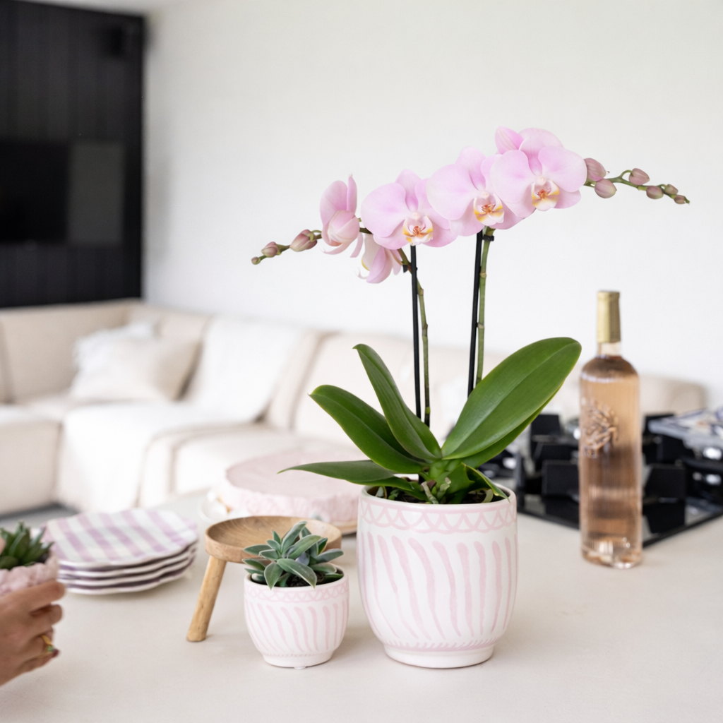 Gift Set Wavy Granada