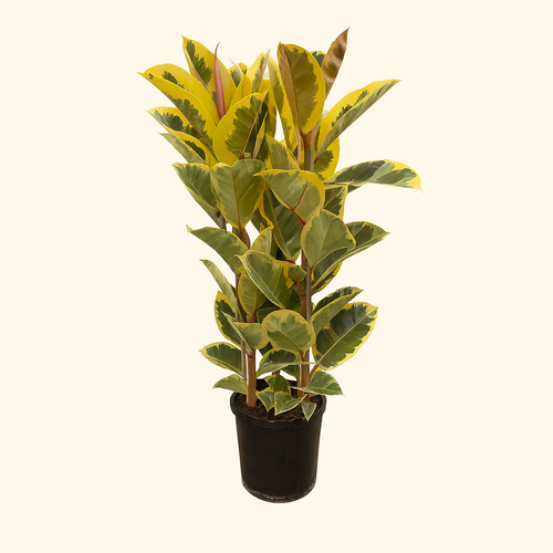Ficus Elastica Tineke Struik - H 140 cm - Ø 28 cm