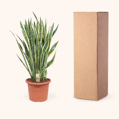 Sansevieria Laurentii - H 110 cm - Ø 35 cm