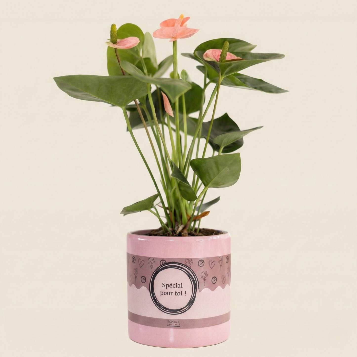 Anthurium Pink (Spirit) Incl. P&PURE Special pour toi