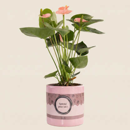 Anthurium Pink (Spirit) Incl. P&PURE Special pour toi