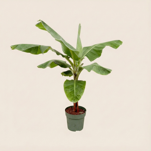 Bananenplant (Musa) - H 180 cm - Ø 35 cm