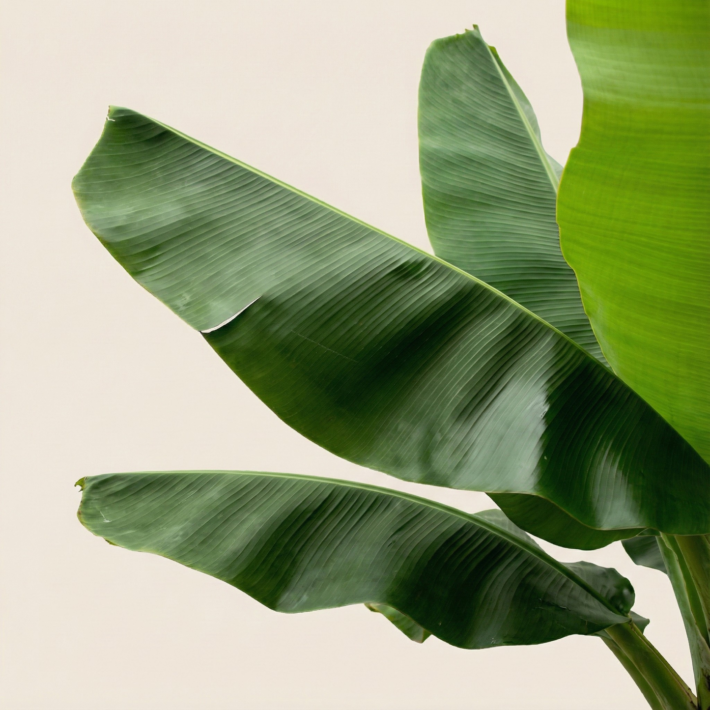 Bananenplant (Musa) - H 180 cm - Ø 35 cm
