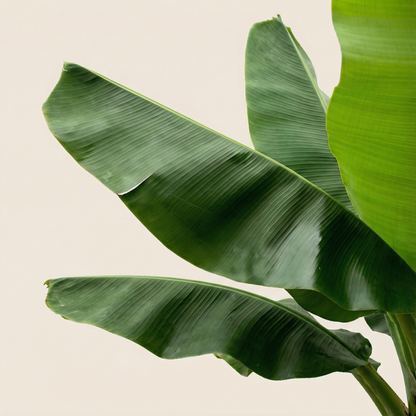 Bananenplant (Musa) - H 180 cm - Ø 35 cm