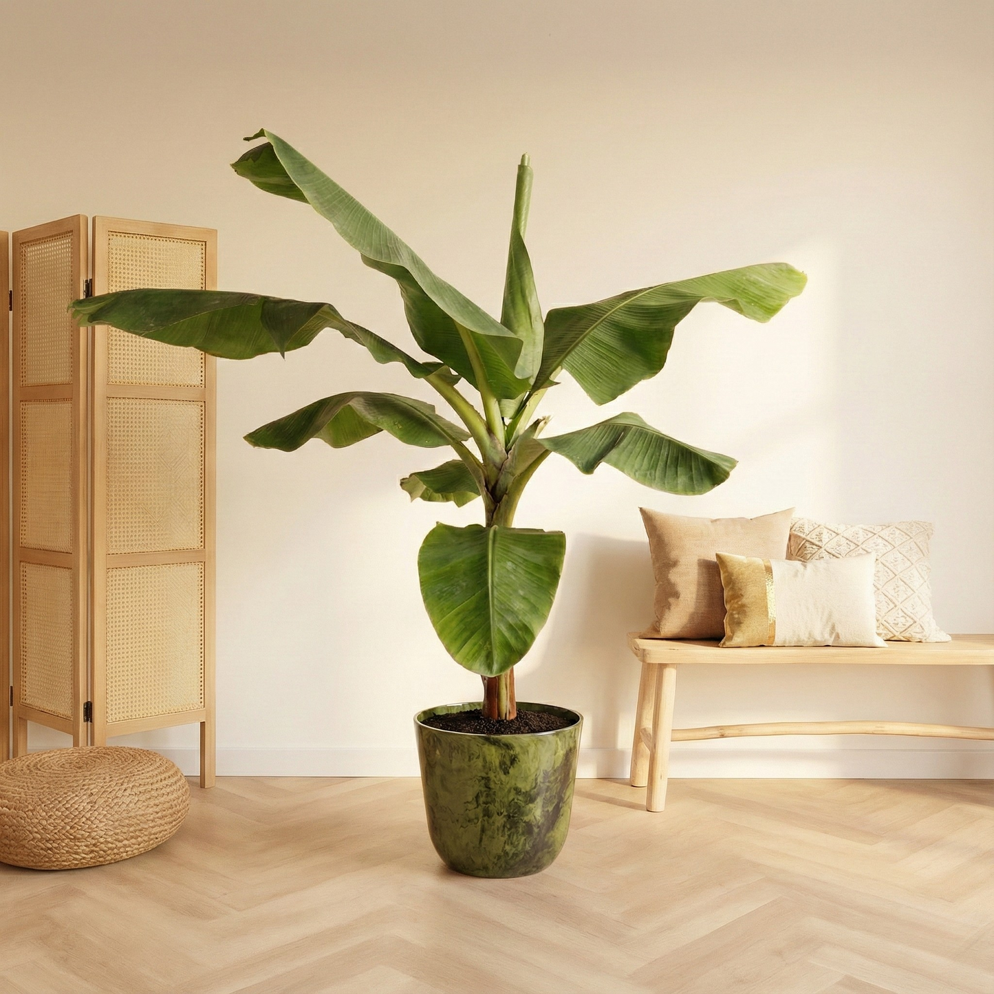 Bananenplant (Musa) - H 180 cm - Ø 35 cm
