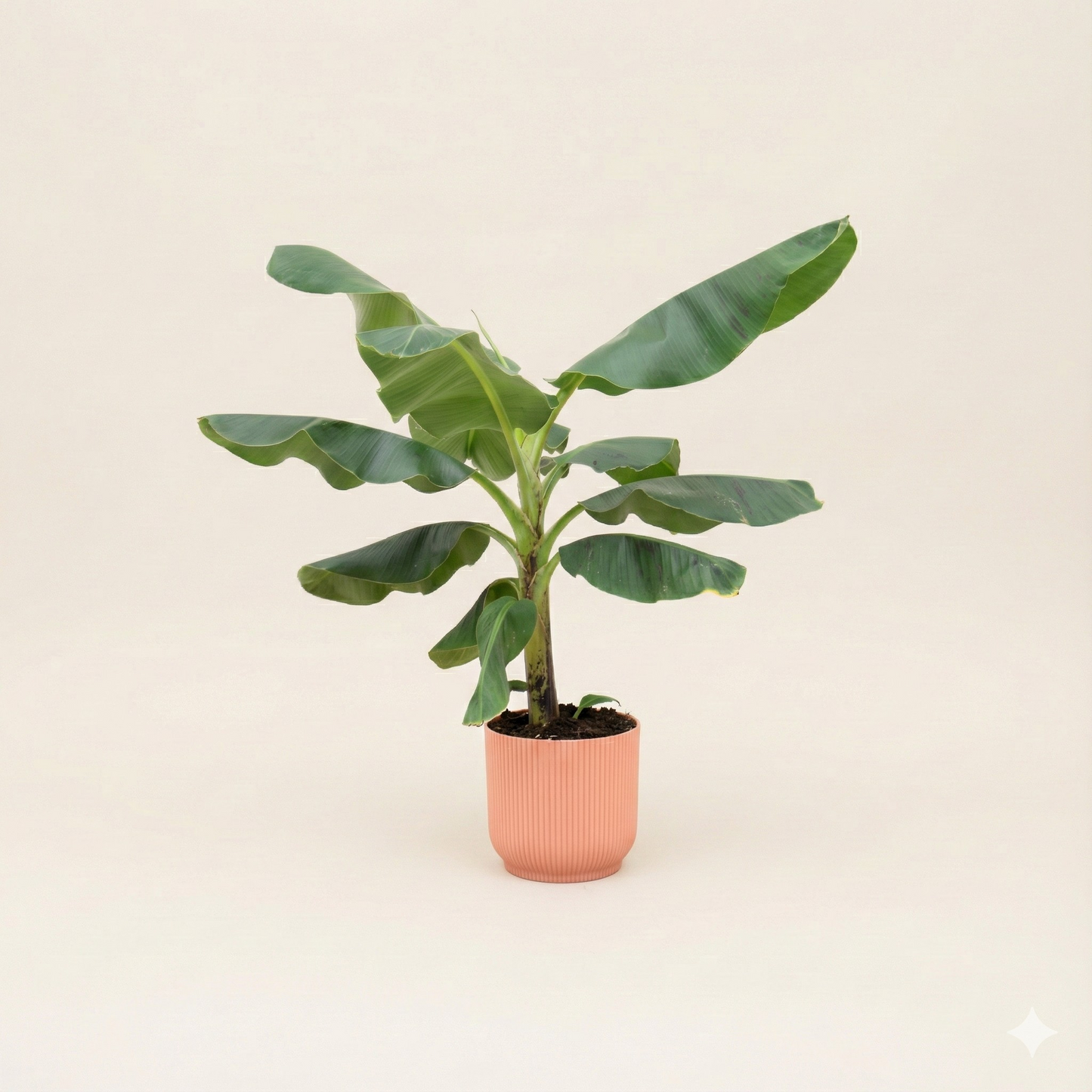 Bananenplant (Musa) Incl Elho Vibes Roze - H 100 cm - Ø 22 cm