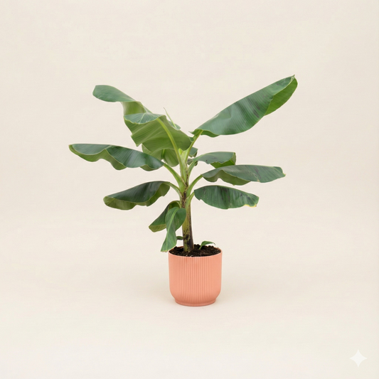 Bananenplant (Musa) Incl Elho Vibes Roze - H 100 cm - Ø 22 cm