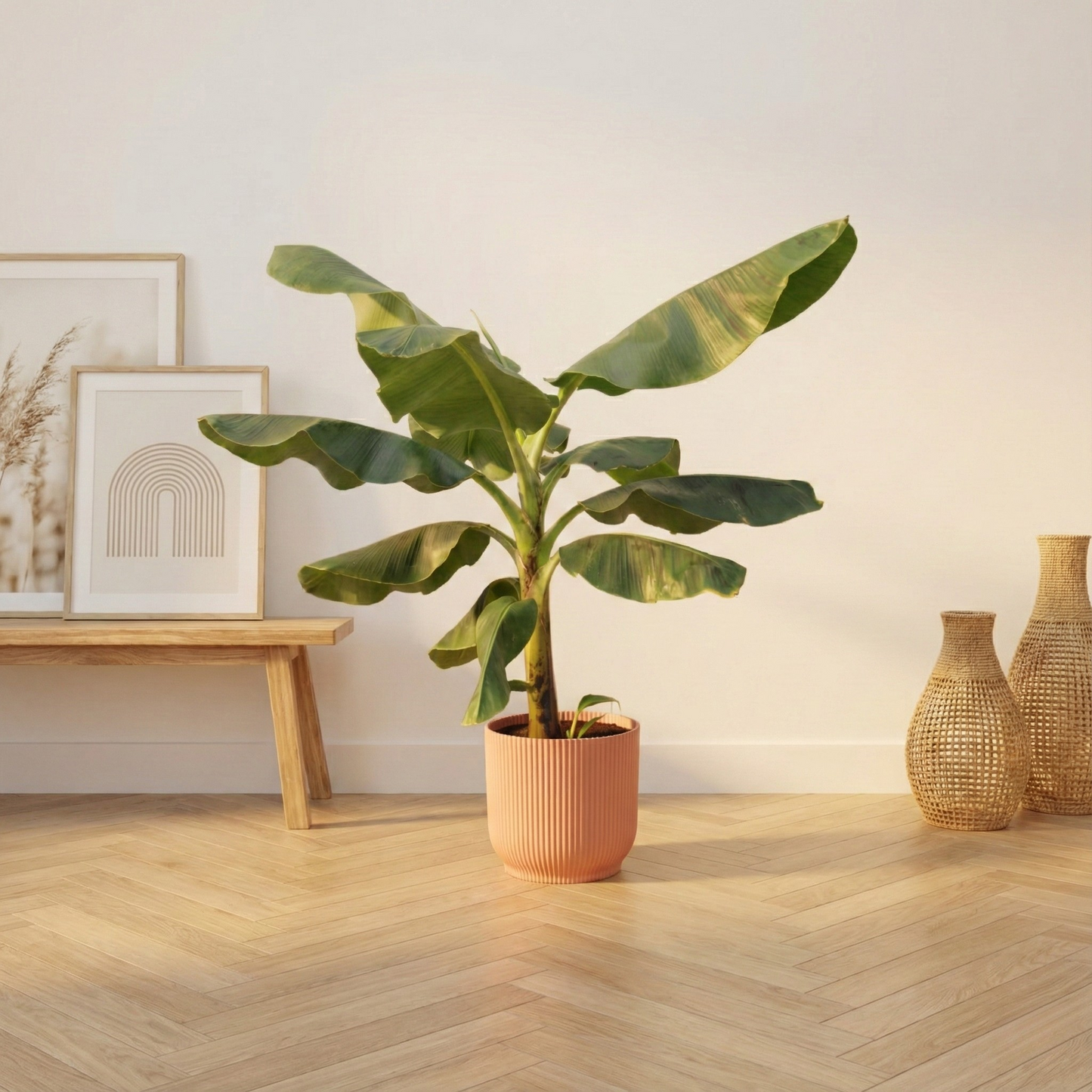 Bananenplant (Musa) Incl Elho Vibes Roze - H 100 cm - Ø 22 cm