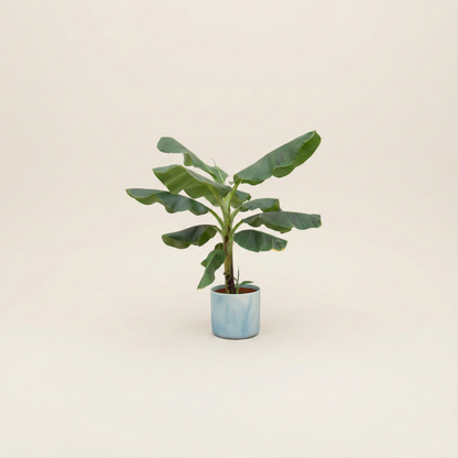 Bananenplant (Musa) incl. Bloempot Ocean Blauw - H 100 cm - Ø 22 cm