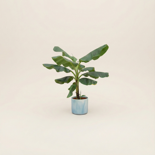 Bananenplant (Musa) incl. Bloempot Ocean Blauw - H 100 cm - Ø 22 cm