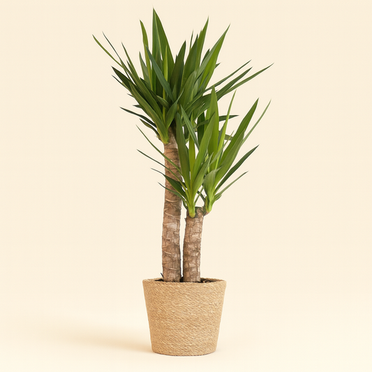 Yucca Elephantipes Incl. Sofia mand naturel - H 90cm - Ø21