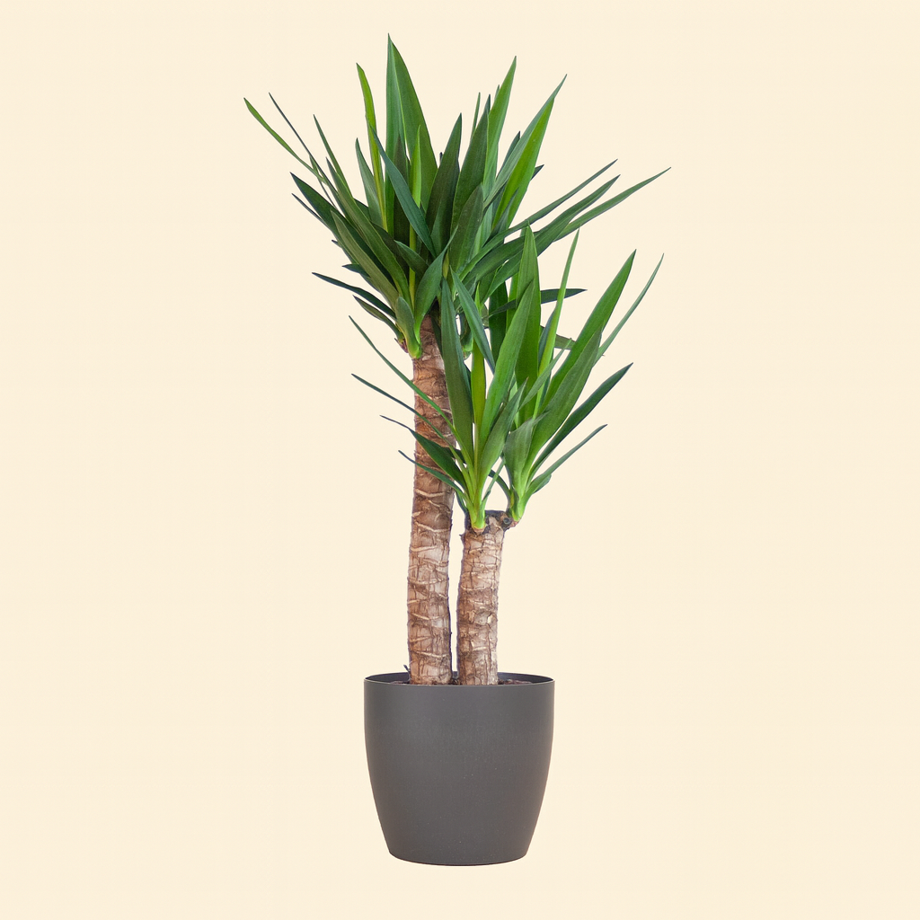 Yucca Elephantipes Incl. Viber pot Grijs - H 90 cm - Ø 21 cm