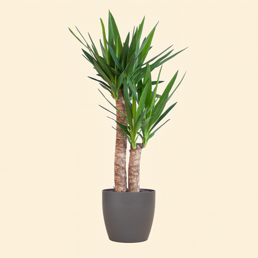 Yucca Elephantipes Incl. Viber pot Grijs - H 90 cm - Ø 21 cm