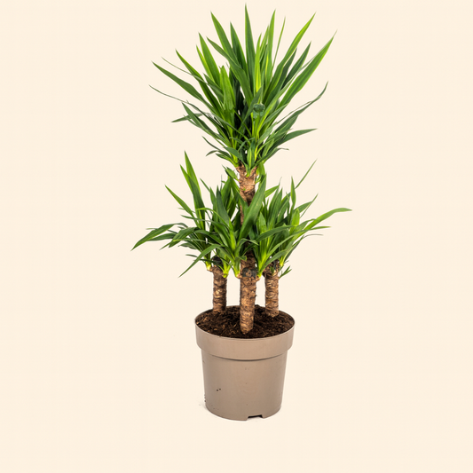Yucca Elephantipes - H 100 cm - Ø 30 cm
