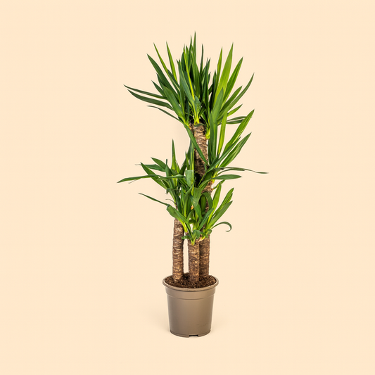 Yucca Elephantipes - H 100 cm - Ø 21 cm