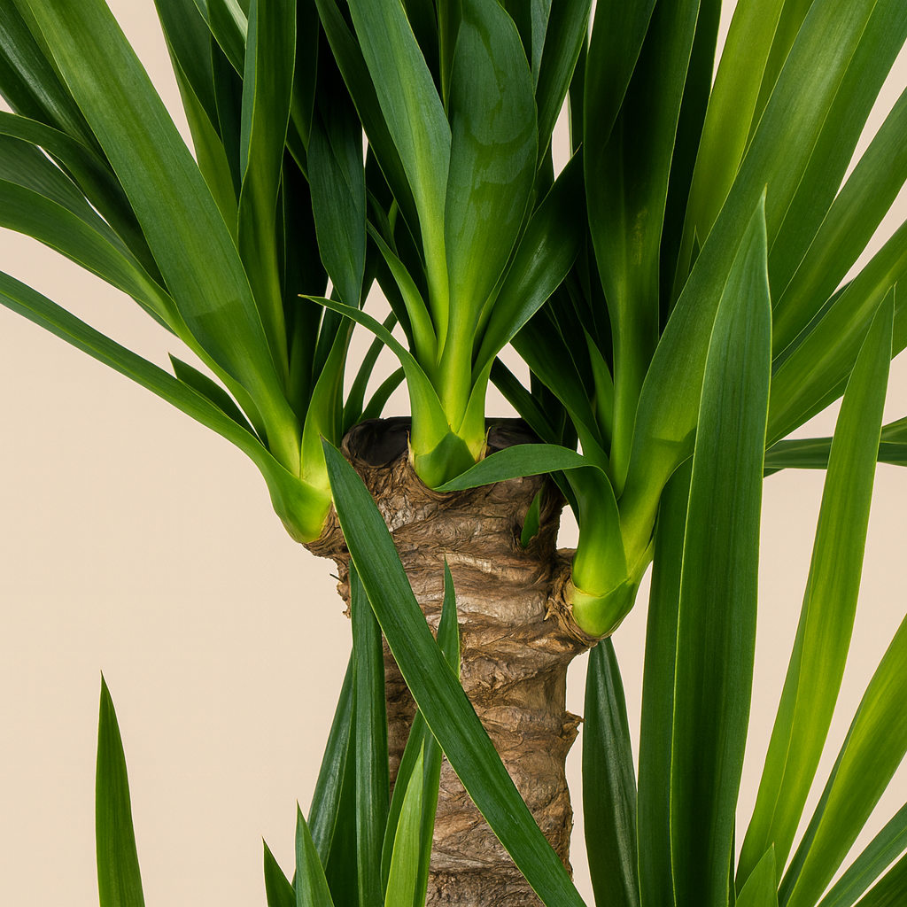 Yucca Elephantipes - H 100 cm - Ø 21 cm