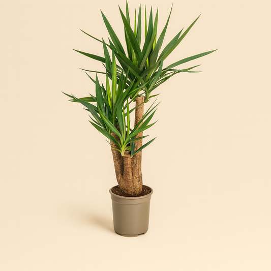 Yucca Elephantipes Vertakt - H 90 cm - Ø 24 cm