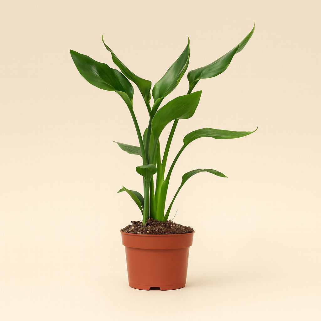 Strelitzia Reginae - H 35 cm - Ø 12 cm