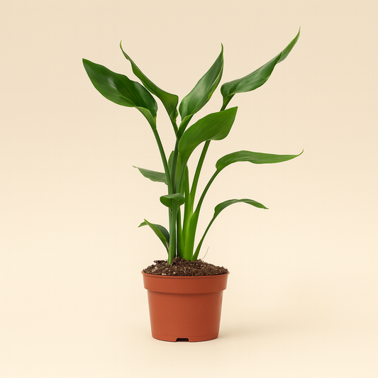 Strelitzia Reginae - H 35 cm - Ø 12 cm