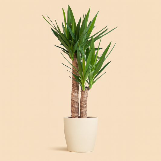 Yucca Elephantipes Incl. Viber wit - H 90cm - Ø21