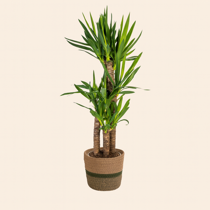 Yucca Elephantipes Incl. Porto Mand  - H 100 cm - Ø 21 cm