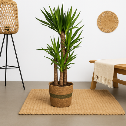 Yucca Elephantipes Incl. Porto Mand  - H 100 cm - Ø 21 cm
