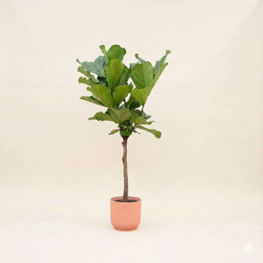 Ficus Lyrata Op Stam Incl. Elho Vibes Bloempot Roze - H 150 cm - Ø 30 cm