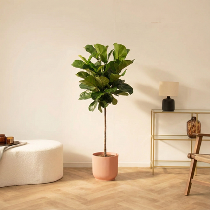 Ficus Lyrata Op Stam Incl. Elho Vibes Bloempot Roze - H 150 cm - Ø 30 cm