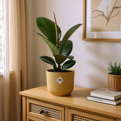 Ficus Elastica Robusta Incl. Elho Vibes Geel - H 40 cm - Ø 14 cm