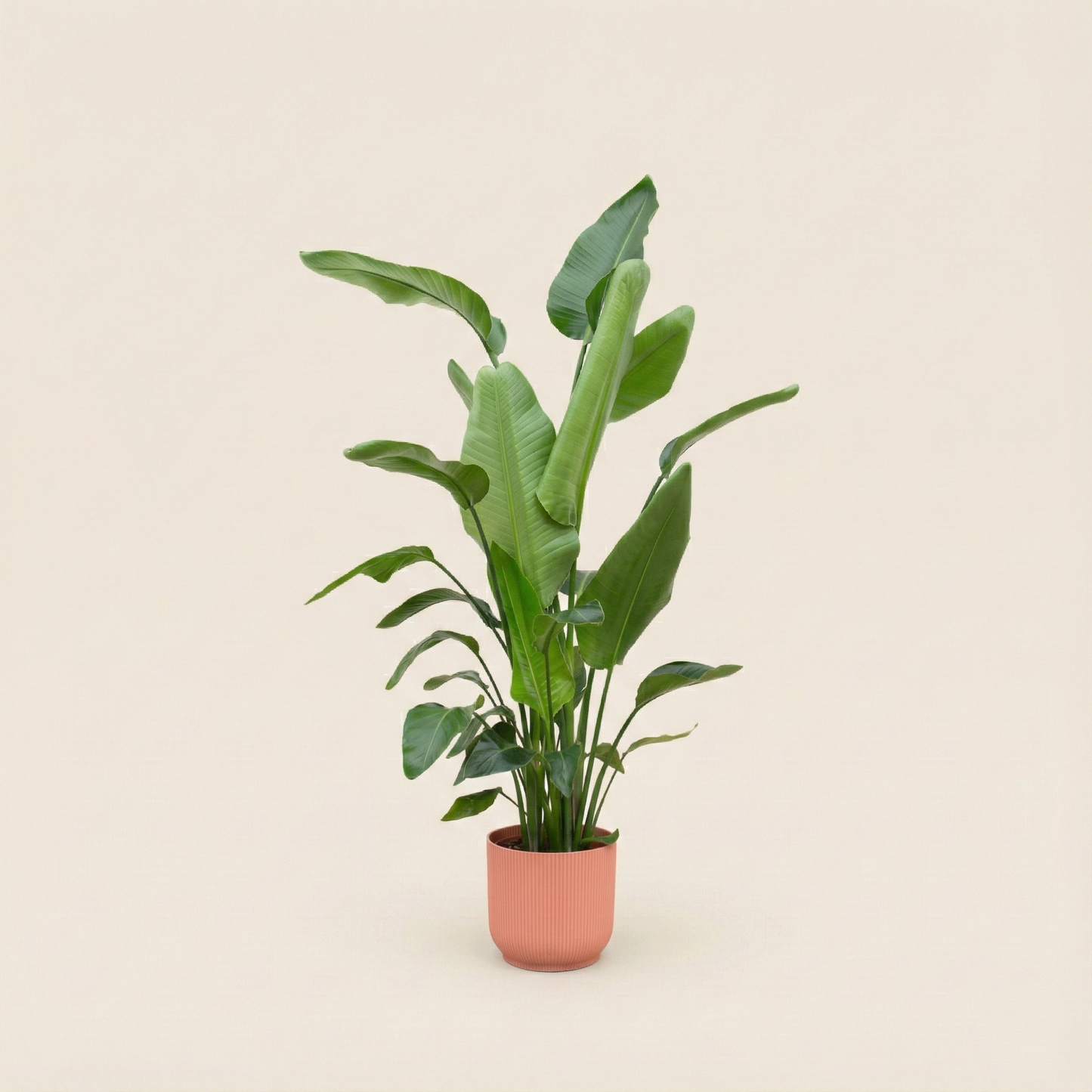 Strelitzia Nicolai Incl. Elho Bloempot Vibes Roze - H 180 cm - Ø 30 cm