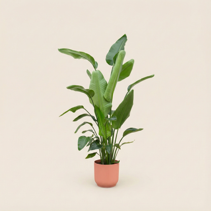 Strelitzia Nicolai Incl. Elho Bloempot Vibes Roze - H 180 cm - Ø 30 cm