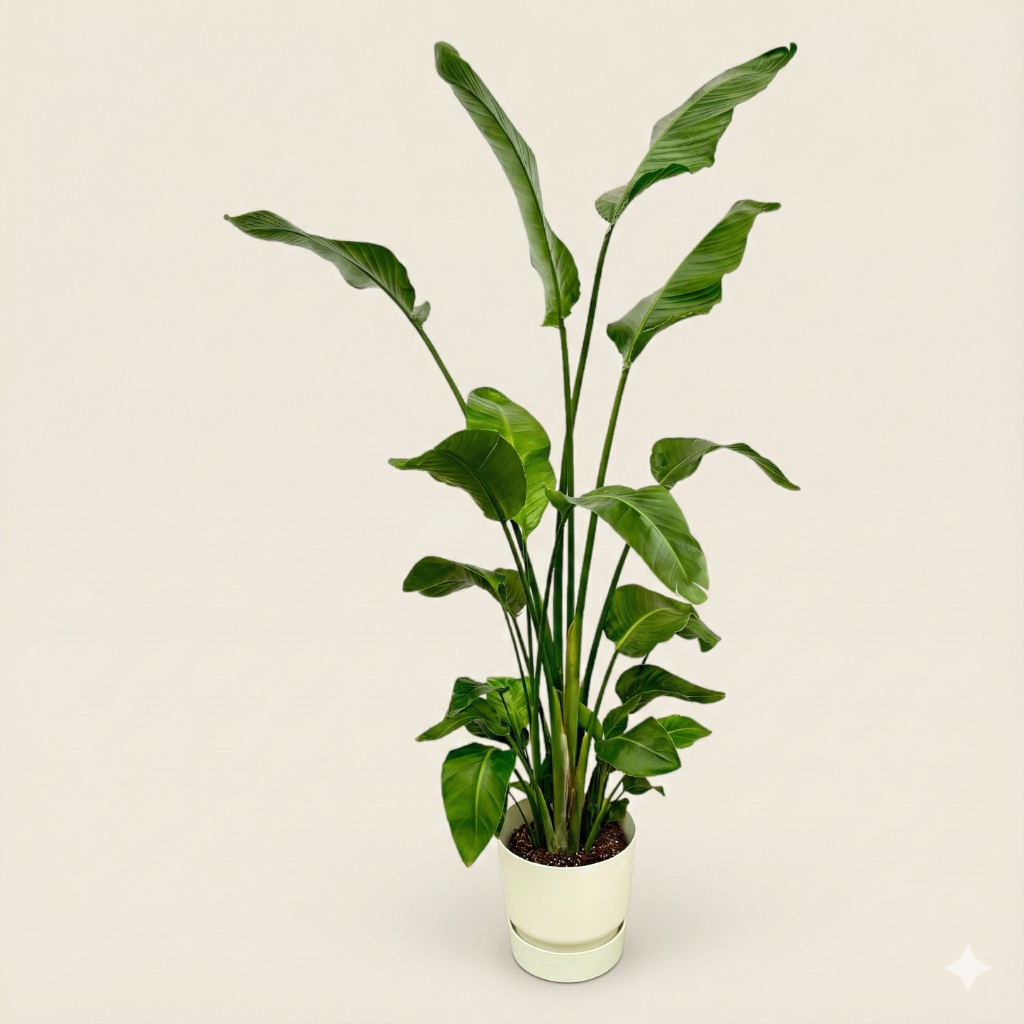 Strelitzia Nicolai Incl. Elho Greenville Bloempot Wit - H 180 cm - Ø 30 cm