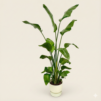 Strelitzia Nicolai Incl. Elho Greenville Bloempot Wit - H 180 cm - Ø 30 cm