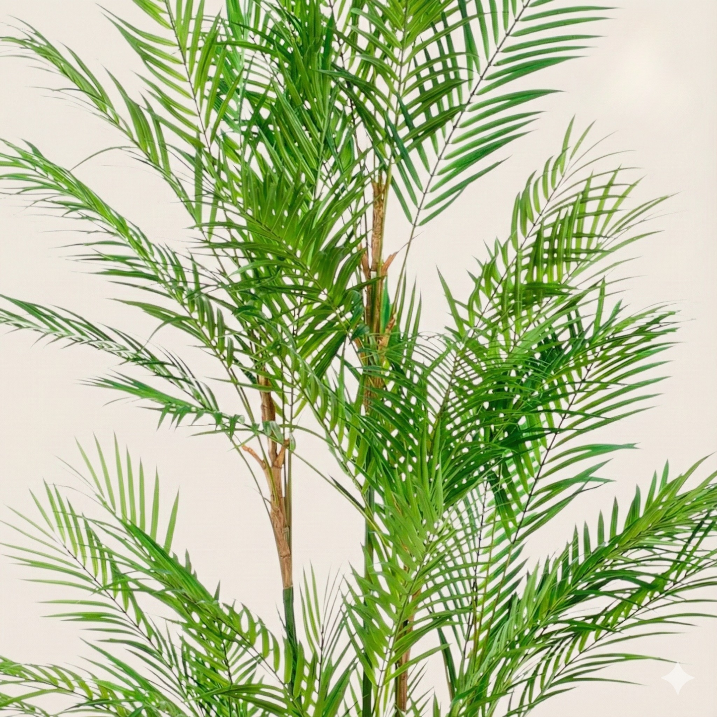 Kunstplant Chamaedorea Elegans (Bergpalm) - H 180 cm
