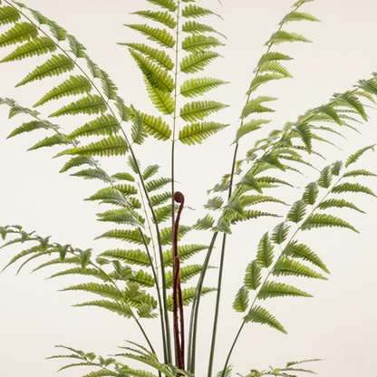 Kunstplant Rumohra Adiantiformis (Ledervaren) - H 180 cm