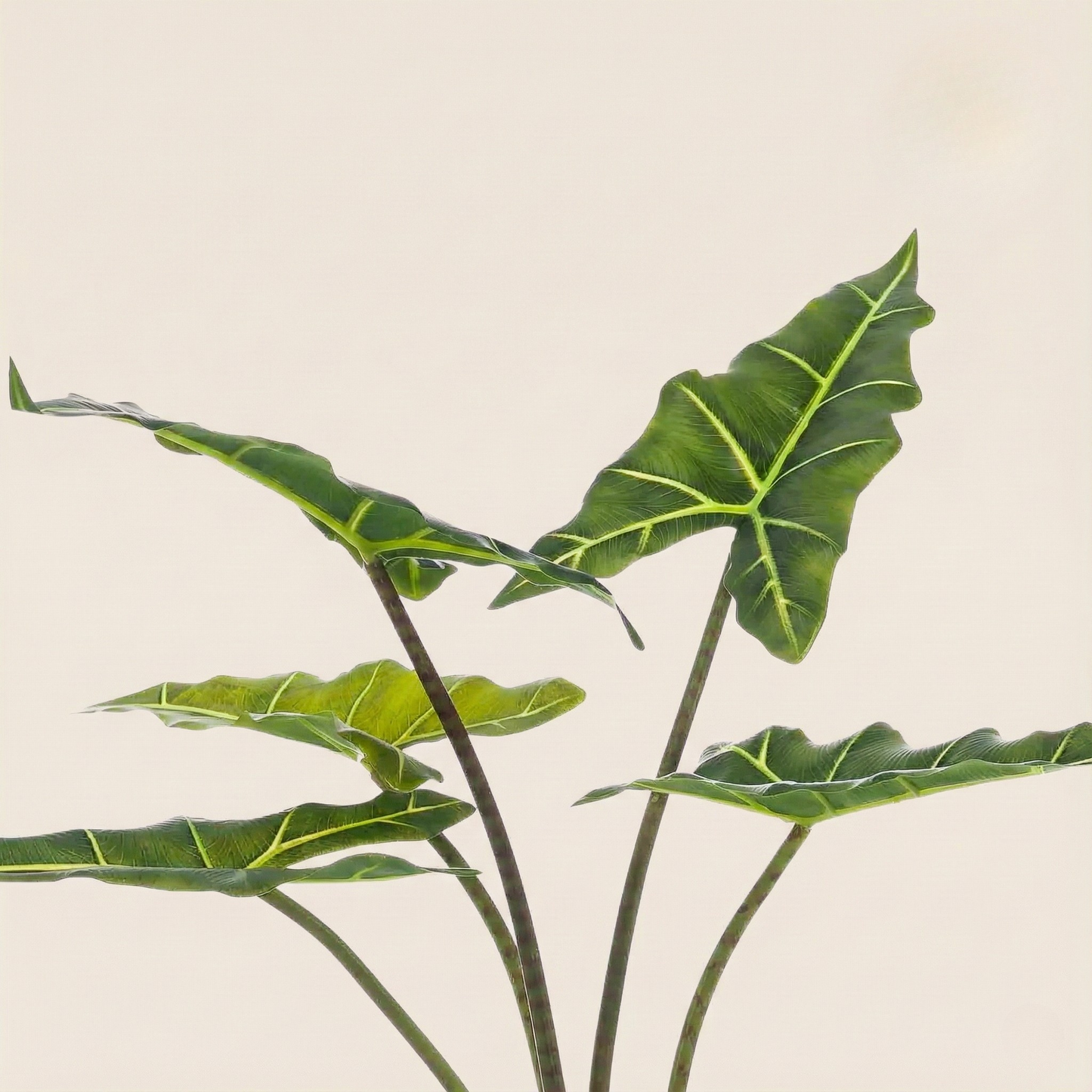Kunstplant Alocasia Frydek (Olifantsoor) - H 80 cm