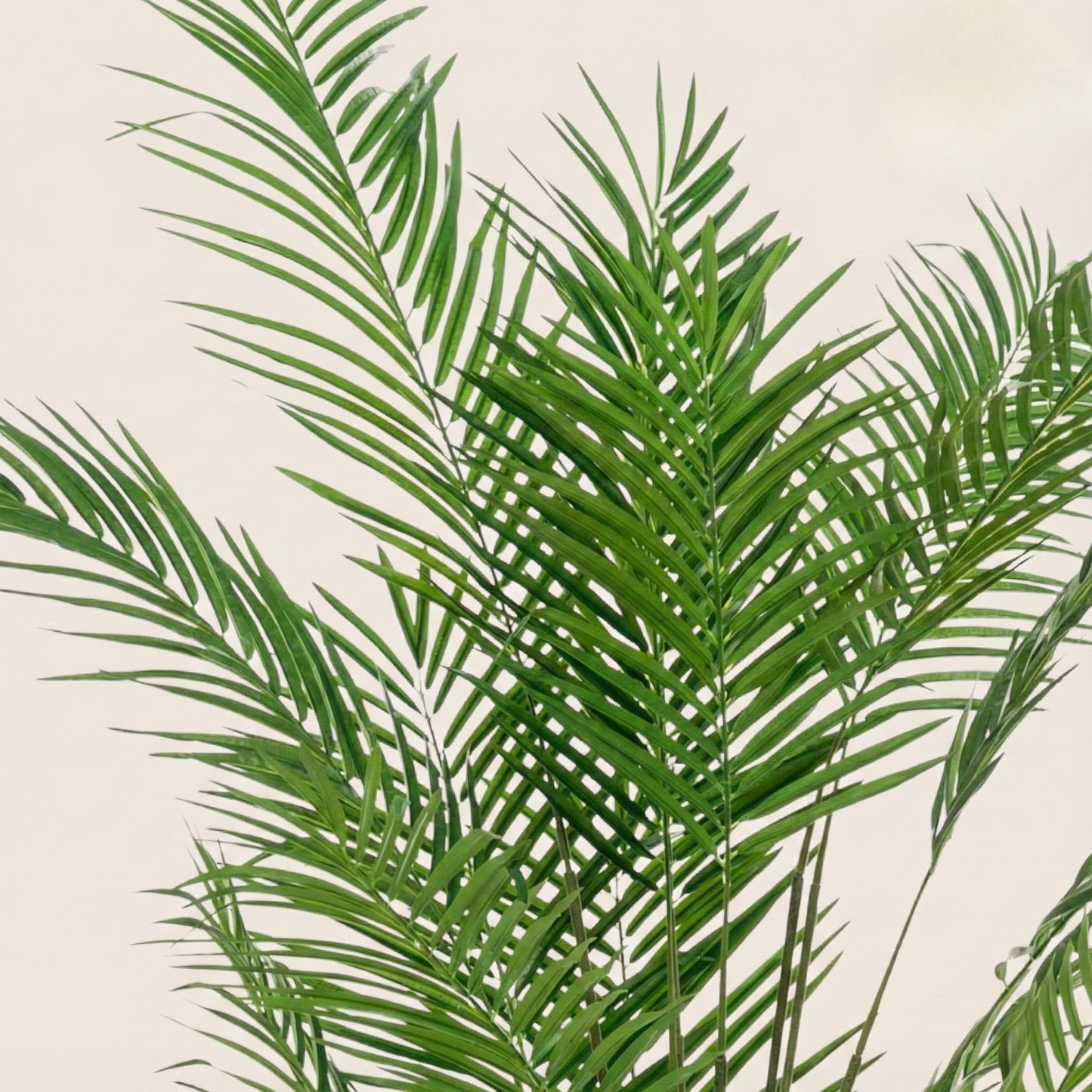 Kunstplant Areca Lutescens (Goudpalm) - H 180 cm