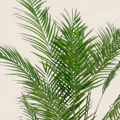 Kunstplant Areca Lutescens (Goudpalm) - H 180 cm