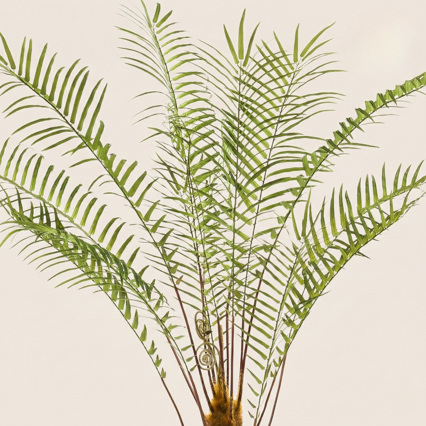 Kunstplant Boomvaren - H 125 cm