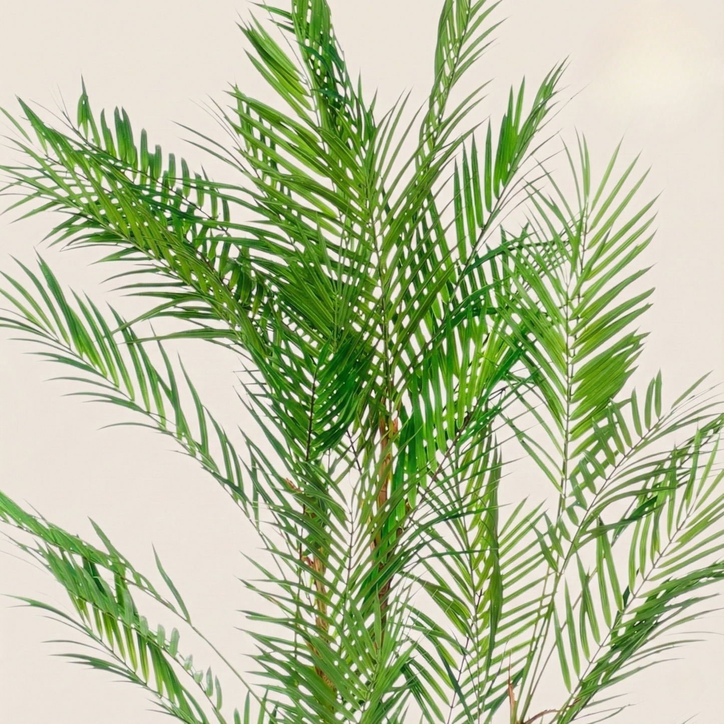 Kunstplant Chamaedorea Elegans (Bergpalm) - H 120 cm
