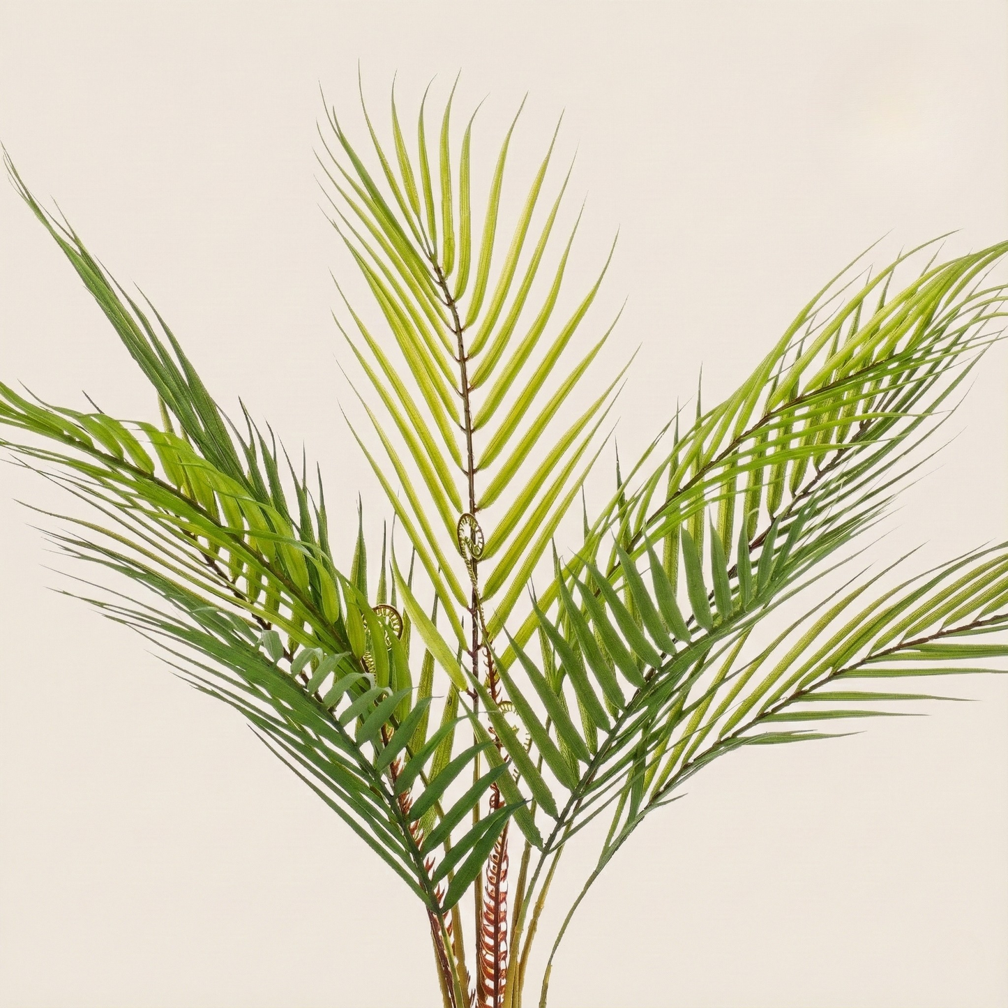 Kunstplant Chamaedorea Elegans (Bergpalm) - H 50 cm
