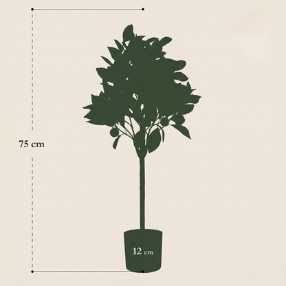 Kunstplant Citrus Sinensis (Sinaasappelboom) - H 75 cm