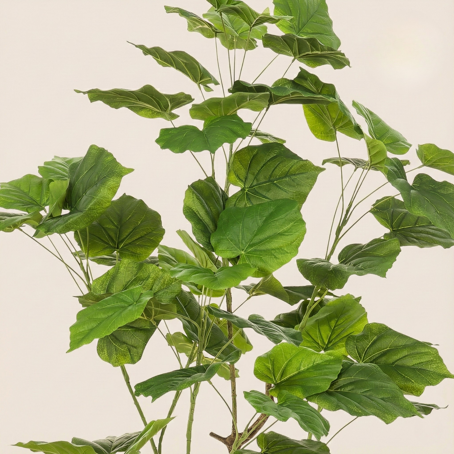 Kunstplant Ficus Umbellate (Afrikaanse Vijg) - H 125 cm