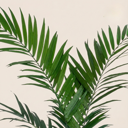 Kunstplant Kentia (Kentiapalm) - H 150 cm