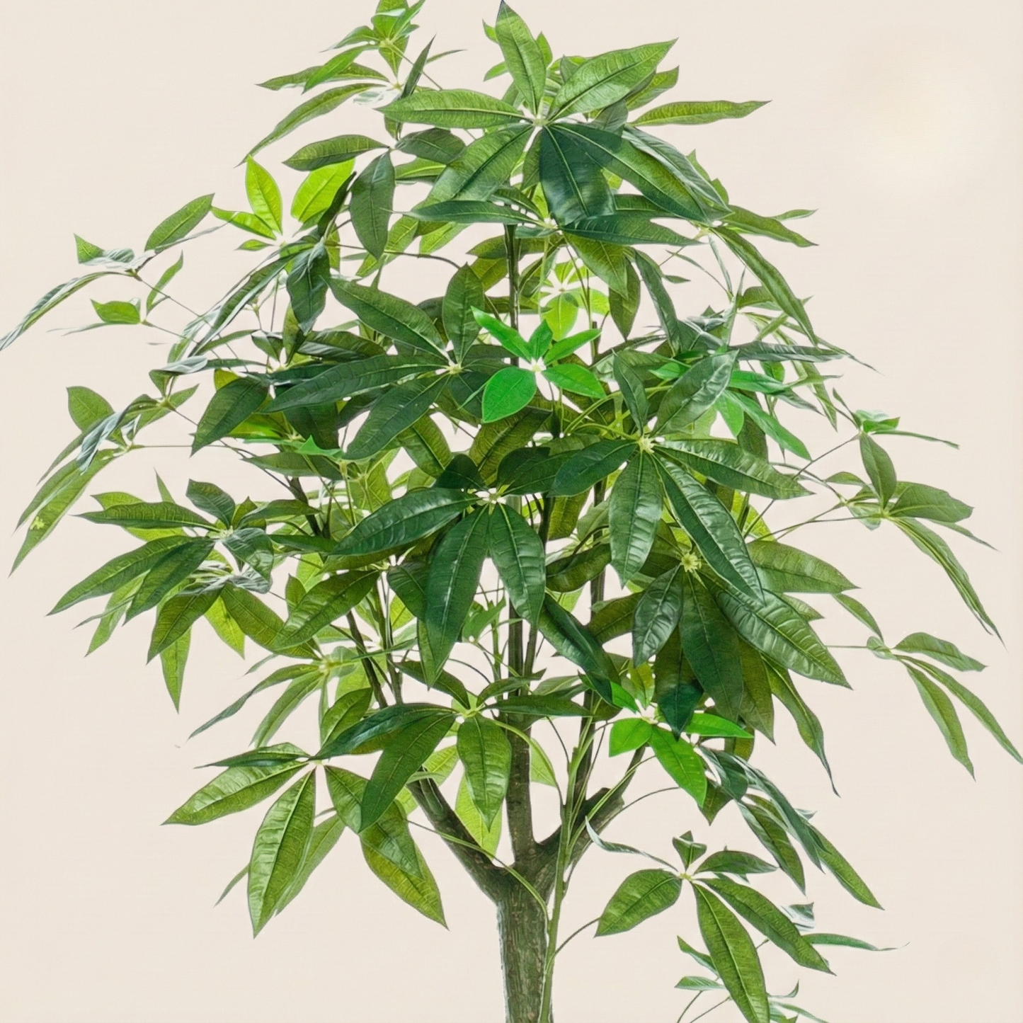Kunstplant Pachira Aquatica (Geldboom) - H 150 cm